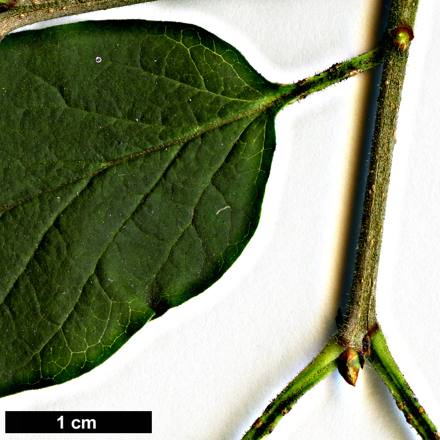 High resolution image: Family: Oleaceae - Genus: Syringa - Taxon: pubescens - SpeciesSub: subsp. patula